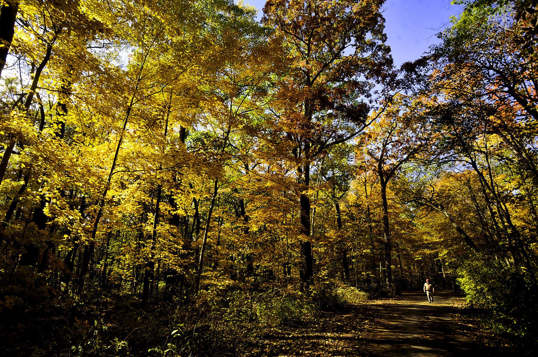 Finding Gold at Sanders Park